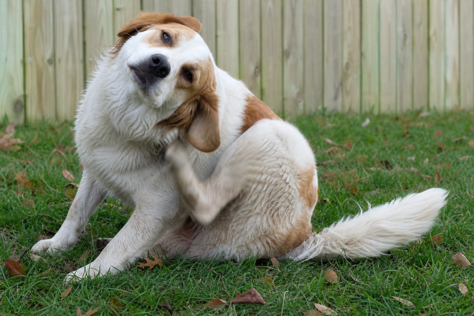 Flea Treatment for Sutherland Shire Pet Owners: Breaking the Life Cycle